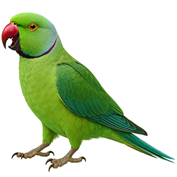 Rose-ringed Parakeet